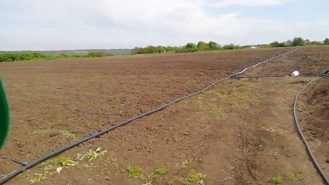 Полив томата в открытом грунте смотреть онлайн