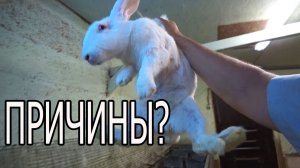 ПОЧЕМУ САМКА НЕ ИДЕТ В СЛУЧКУ