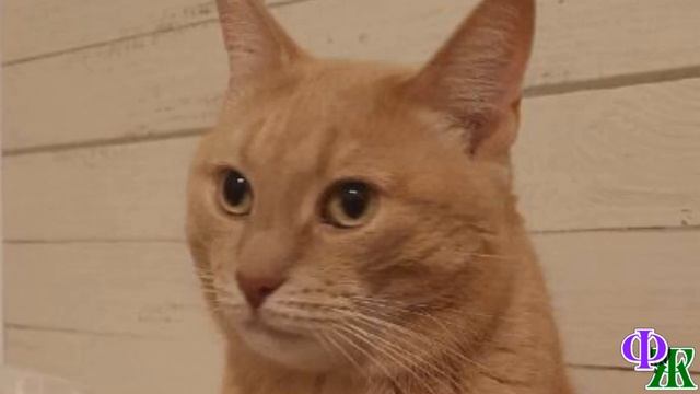 - Скизи, а скажи-ка мне... – решила я погадать по кошке, но КОТ был упрямей осла! смотреть онлайн