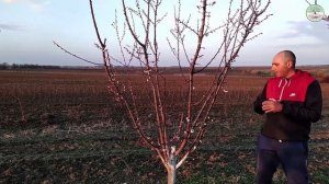 Система формировки абрикоса "Поздняя  ваза". Обрезка абрикоса весной. Обрезка абрикоса чаша.