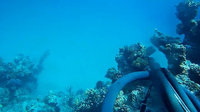 Spearfishing Red Sea 2019 - Marsa Alam, Egypt - Parrot Fish смотреть онлайн
