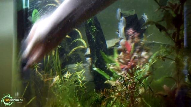 Как ухаживать за аквариумом смотреть онлайн