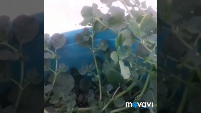 Miracle herb health benefits//அரிய வகை மூலிகையின் அதிசயம்// அட இதில் இவ்வளவு நன்மைகளா? смотреть онлайн