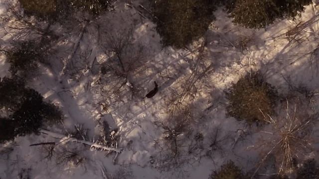 Лоси в естественной среде обитания.