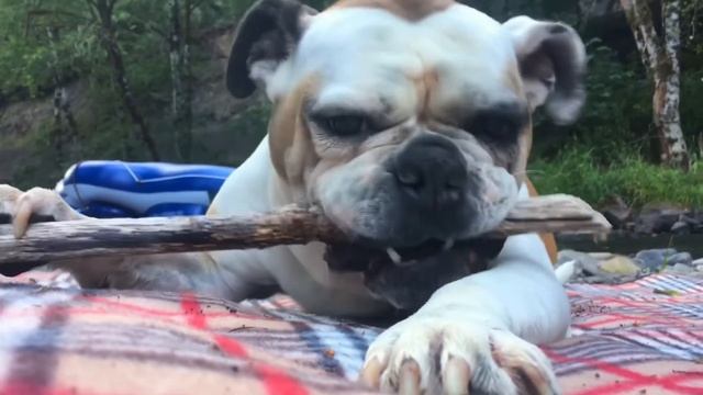 Лай собак ? Dogs barking смотреть онлайн