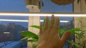 Личи из семян выращиваем дома