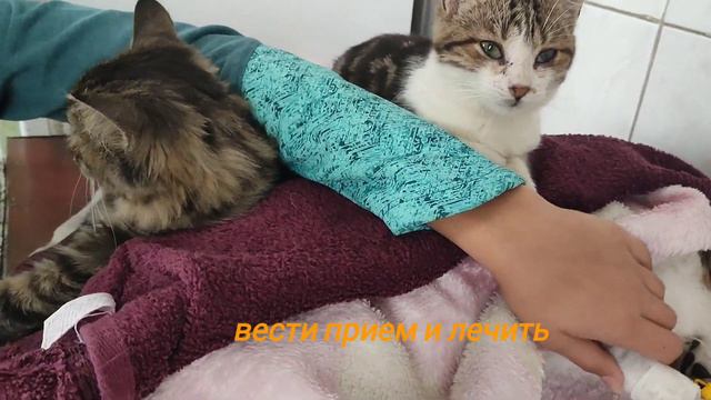 Котята Шнурок и Хвостик проводят сеанс кототерапии для больной собачки смотреть онлайн