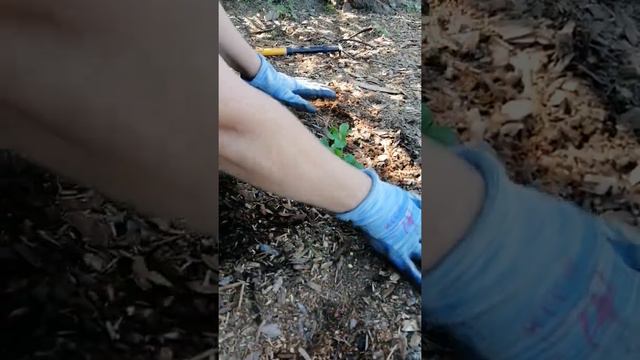 Клубника, посадка усов из стакана в землю смотреть онлайн