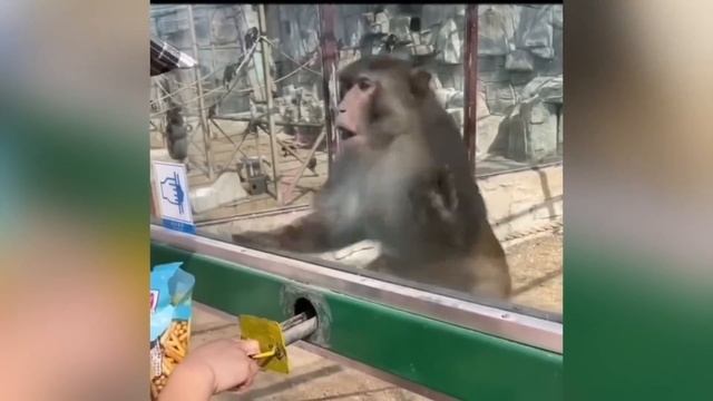 Самые смешные животные 2023 ?- ПРИКОЛЫ С ЖИВОТНЫМИ- Приколы с котами и собаками?? #3 смотреть онлайн