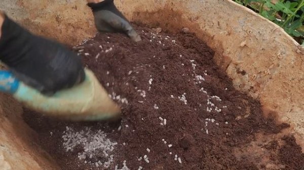 Grow cherry tomatoes at home for a bold harvest