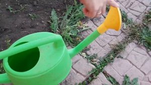 Тля Обвалиться Мгновенно Стоит только обработать кусты народным способом. Боремся с тлей на розах.