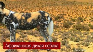 Животные для детей часть 5 | Учим название и звуки животных Африки