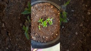 ?Гортензия Сандей Фрайз после обрезки Как проснулись почки