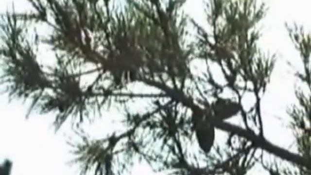 Тайга Природная зона умеренного климата смотреть онлайн