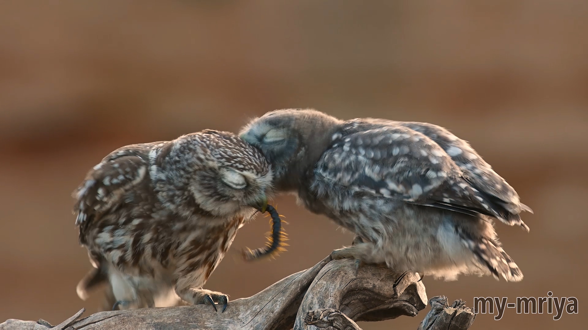 Сычиные истории. Аппетитная сколопендра. смотреть онлайн