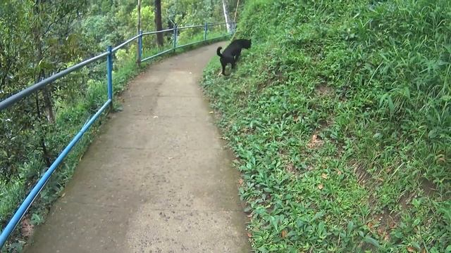 Стая дельфинов, Бали, пляж Ловина, Водопад Твин Гит Гит, Гит Гит, Кроя | Движение - Жизнь, Серия №1 смотреть онлайн