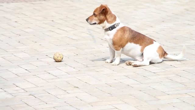 Canon EOS 650D/T4i Autofocus Test