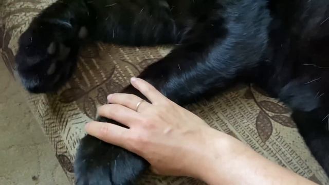 It's hard to wake up panther Luna ❤️ смотреть онлайн