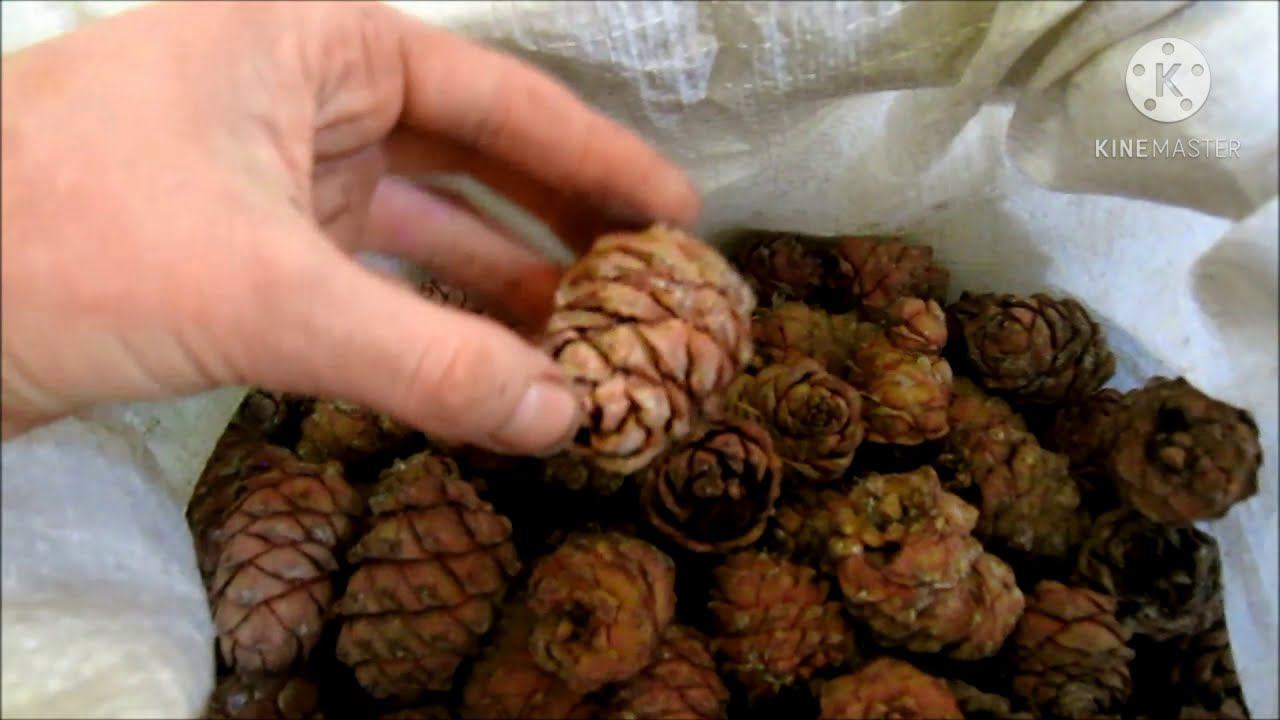 СИБИРСКИЕ ШИШКИ. ВКУСНО И ПОЛЕЗНО. смотреть онлайн