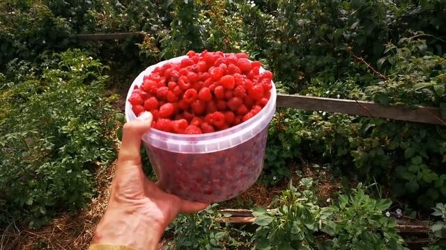 Ведро малины 2021 смотреть онлайн