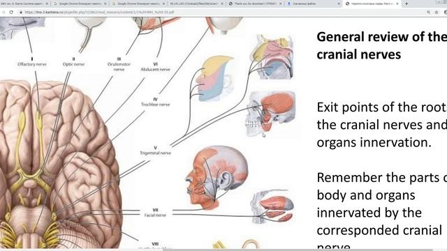 Общий обзор черепных нервов смотреть онлайн