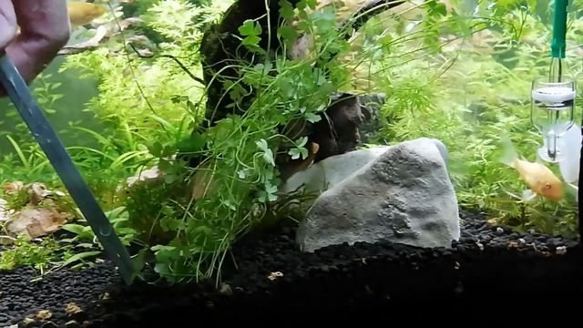 Hydrocotyle Tripartita ( Plante Aquatique )