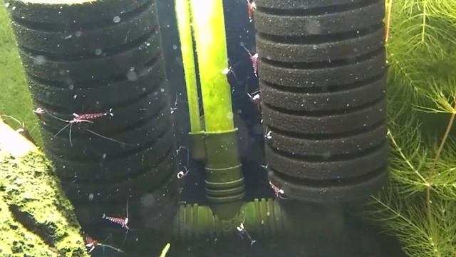 Sulawesi Shrimp Cardinal _ Креветка Сулавеси Кардинал