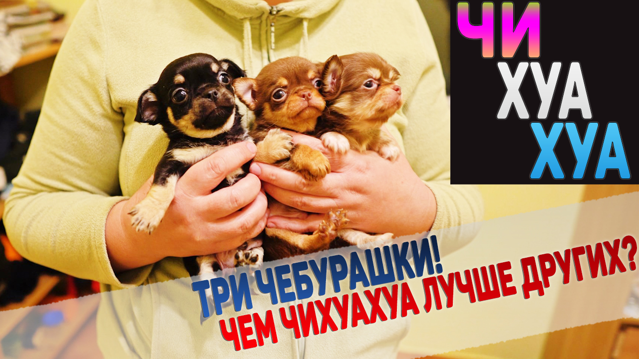 Чихуахуа – лучшая порода декоративных собак! Милые щенки чихуахуа. смотреть онлайн