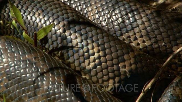 Large Carpet Python In Grass, Close-Up Of Skin, Scales смотреть онлайн
