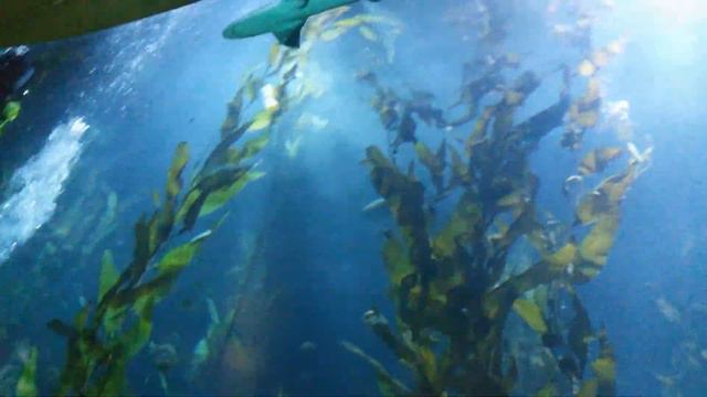 Океанографік-L'oceanogràfic-Валенсія ІСПАНІЯ(Океанографічний парк Валенсія) смотреть онлайн