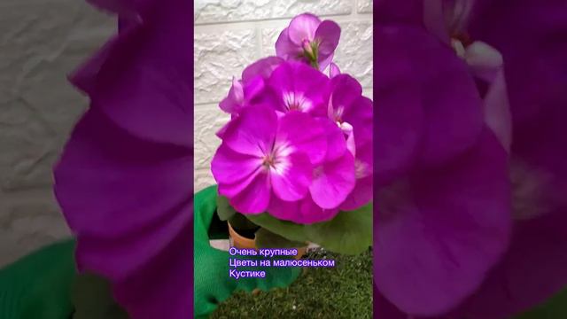 Карликовая герань смотреть онлайн