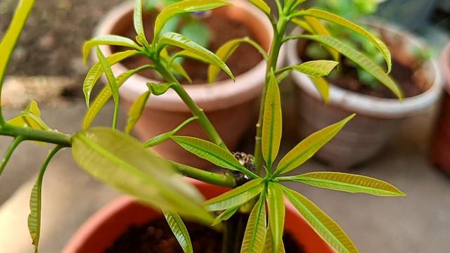 Mango Growing Techniques with Aloe Vera Grow Strong and Yield Fast | How to grow mango tree at home смотреть онлайн