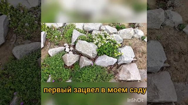 Мой арабис зацвел впервые. смотреть онлайн