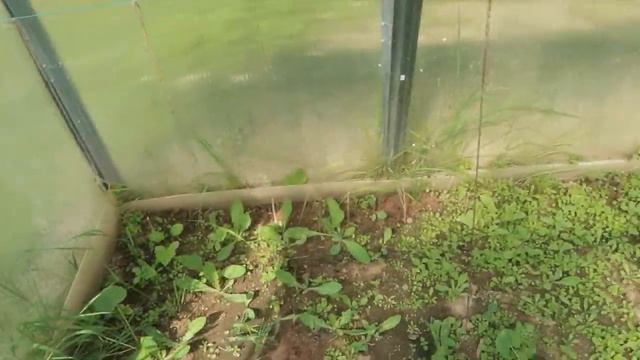 ВЛОГ: Обустраиваемся на даче / Что взошло в парнике спустя 2 недели / Играем в шарады смотреть онлайн