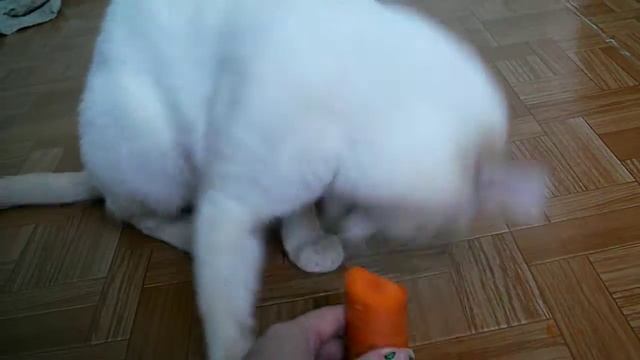 Кот ест морковку и балдеет.