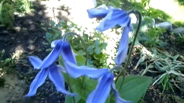 Клематис кустовой, цельнолистный интергрифолия выращивание и уход