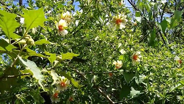 Pereskia aculeata en flor смотреть онлайн