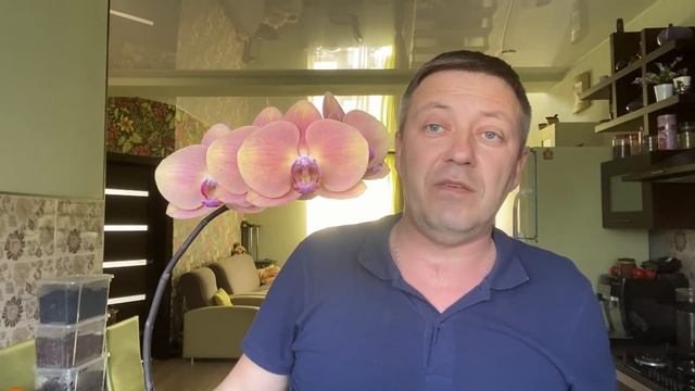 ОРХИДЕЯ фаленопсис Золотое Яблоко "ПЕРСИК" Phalaenopsis Golden Apple "Peach" смотреть онлайн