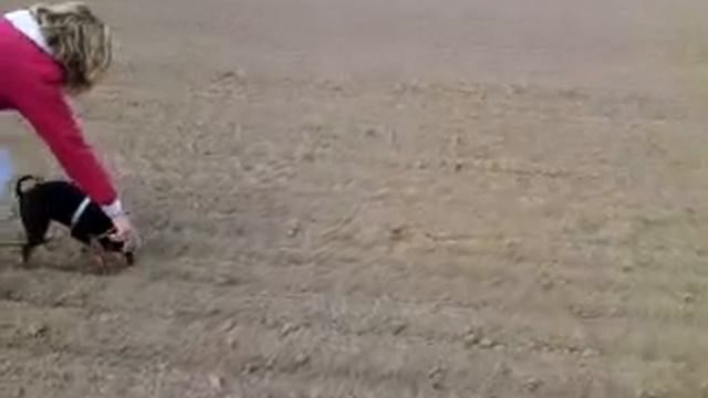 Mini Pinscher FH смотреть онлайн