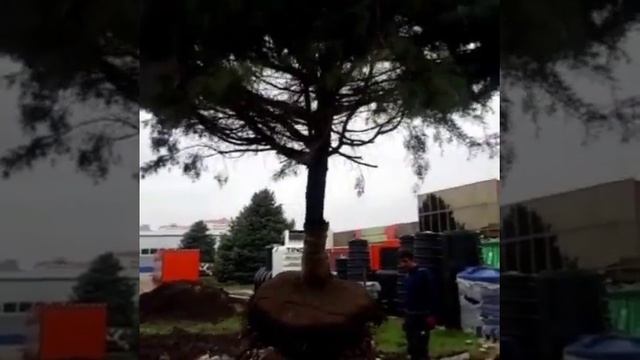 Пересадка можжевельника смотреть онлайн