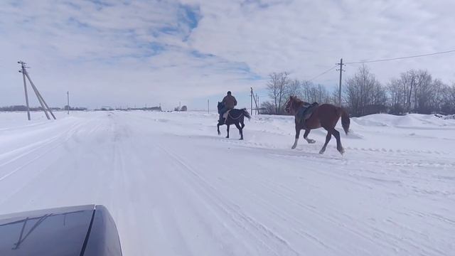 Как Обучать лошадь.|How to train a horse. смотреть онлайн