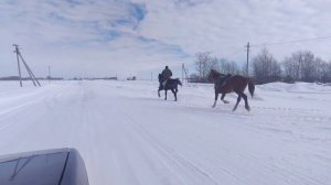Как Обучать лошадь.|How to train a horse.