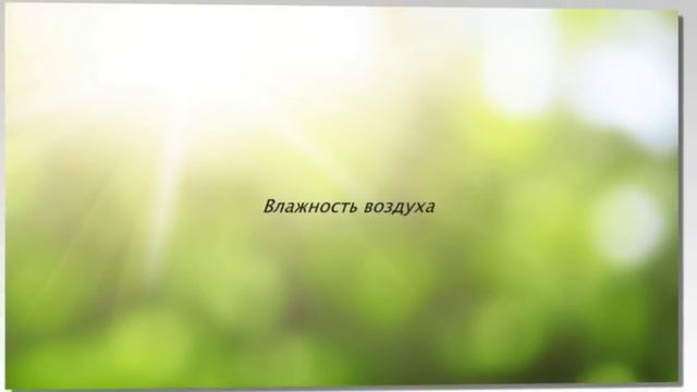 ПЛЮЩ или ХЕДЕРА - неприхотливое ампельное декоративно лиственное растение смотреть онлайн