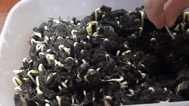 РОСТКИ ПОДСОЛНУХА ЛЕЧАТ РАК И НЕ ТОЛЬКО смотреть онлайн