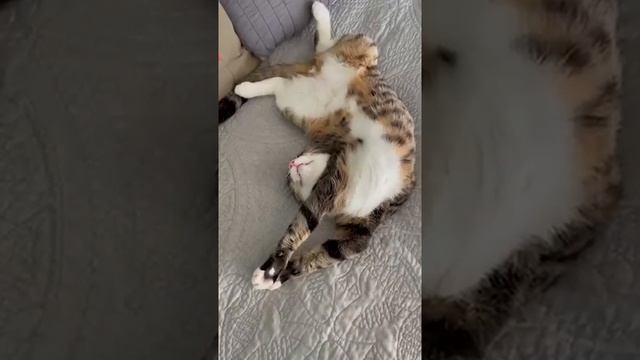 Топ подборок про котов и собак. смотреть онлайн