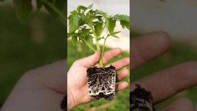 За Неделю у Томатов Стебель Станет Толще Мизинца! Поливайте Вот Таким Раствором! #shorts смотреть онлайн