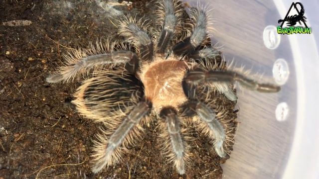 Замедленная съемка как линяет паук птицеед БРАХИПЕЛЬМА АЛЬБОПИЛОЗУМ смотреть онлайн