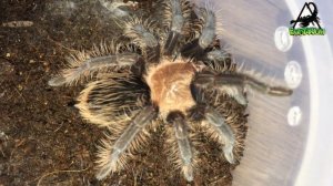 Замедленная съемка как линяет паук птицеед БРАХИПЕЛЬМА АЛЬБОПИЛОЗУМ