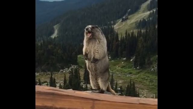 Суслик кричит! смотреть онлайн