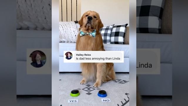 Golden Retriever answers questions with "yes" & "no" buttons смотреть онлайн